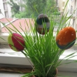 dv� vaj��ka zprava jsou synova, to vlevo je... tat�nkovo :-) :-) osen� je nas�zeno ze �kolky :-)
